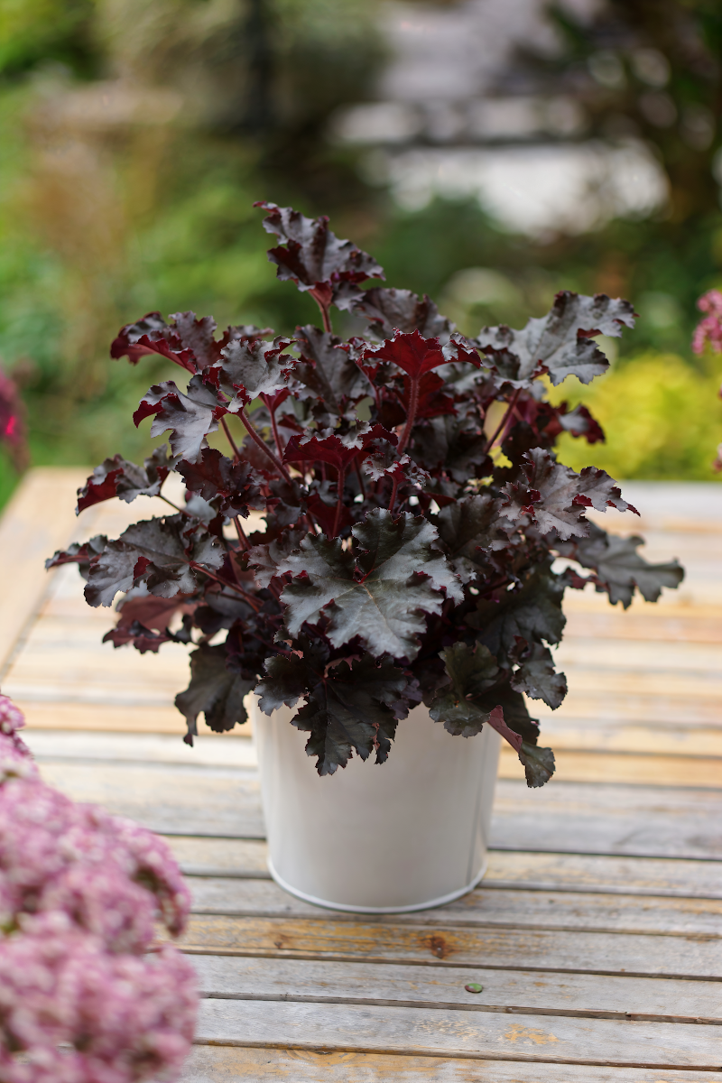 Heuchera Dark Secret in giardino ombroso, fogliame viola scuro