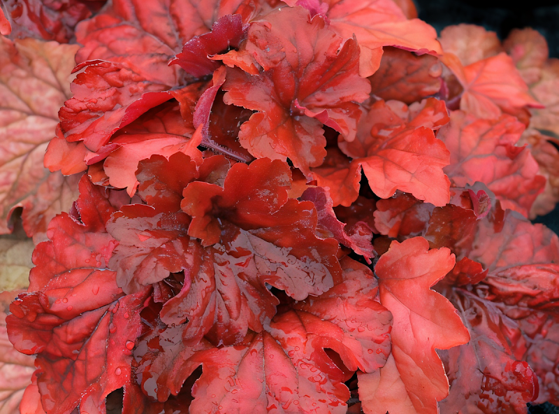 Heuchera 'Fire Alarm' con fogliame rosso brillante in giardino