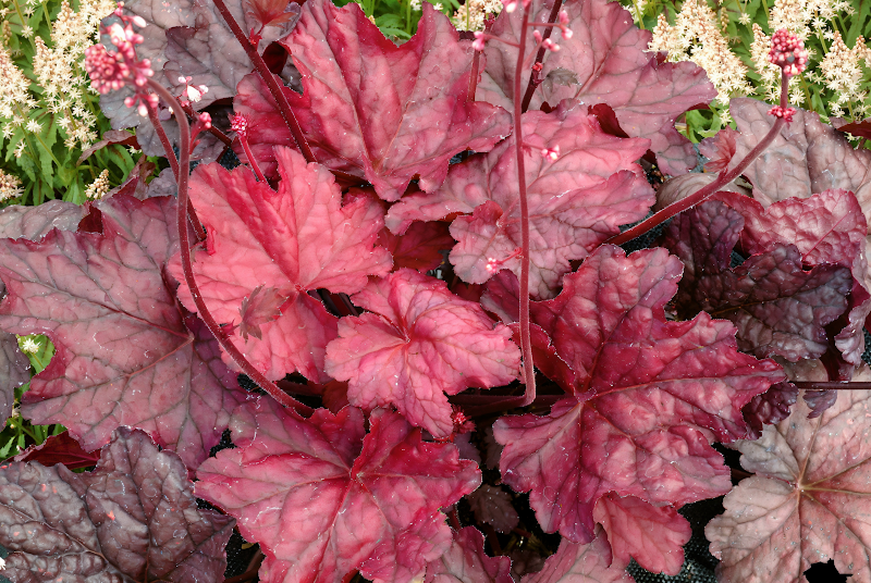 Heuchera Fire Chief con fogliame rosso ciliegia vibrante