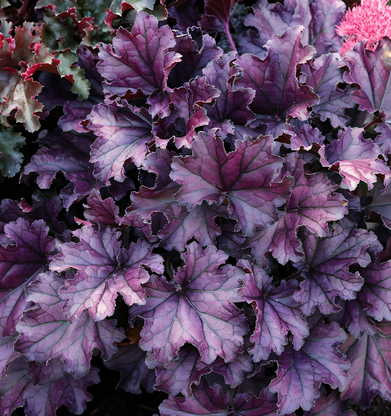 Heuchera 'Forever Purple' con foglie viola intenso in vaso da giardino