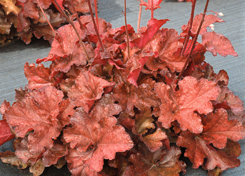 Heuchera Forever Red, fogliame rosso intenso in un giardino ombreggiato