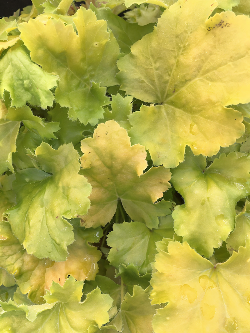 Heuchera Lemon Love con foglie giallo brillante in un giardino roccioso ombreggiato