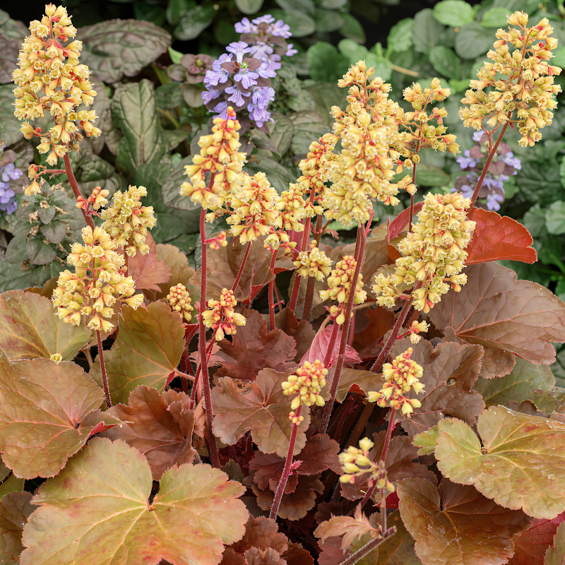 Heuchera 'Little Cutie Blondie' con foglie verde lime dorato