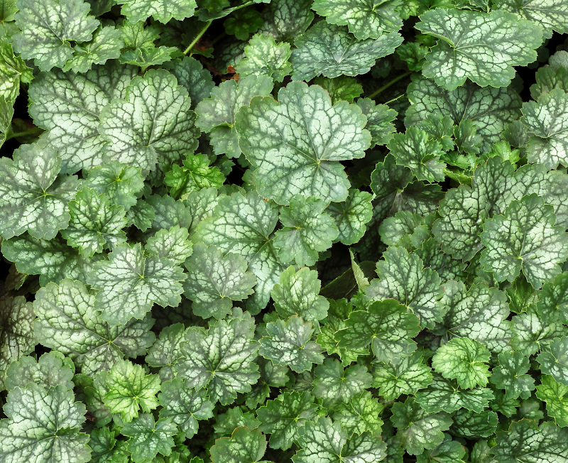Heuchera 'Little Cutie Peppermint' con fogliame rosa e verde, ideale per aiuole