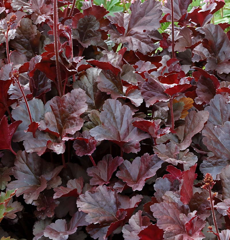 Heuchera Obsidian fogliame nero intenso per bordure giardino