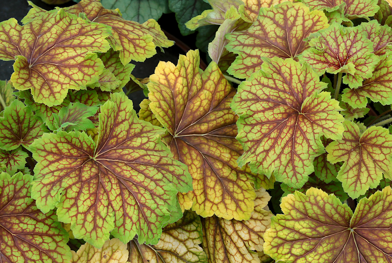 Heuchera 'Red Lightning' in primo piano, foglie rosse striate di verde