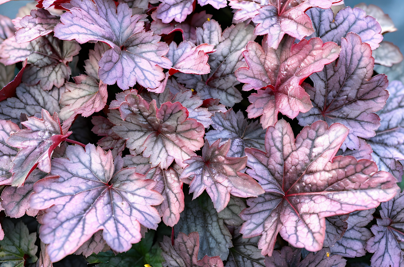 Heuchera 'Shanghai' fogliame viola-argento in giardino roccioso