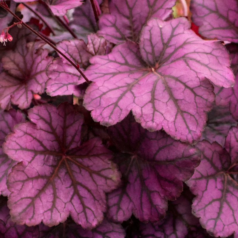 Heuchera Wild Rose: fogliame color rosa acceso in giardino