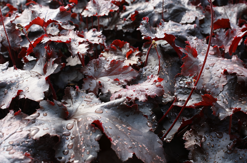 Heuchera Black Beauty fogliame scuro brillante giardino