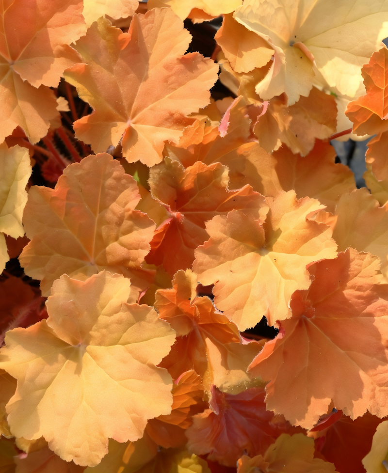 Heuchera Caramel con foglie arancioni in primo piano nel giardino.