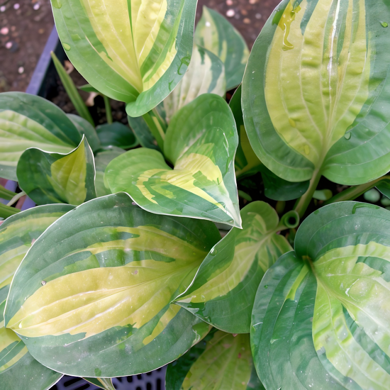 Hosta 'Adorable' con foglie variegate verde e crema in un giardino ombreggiato