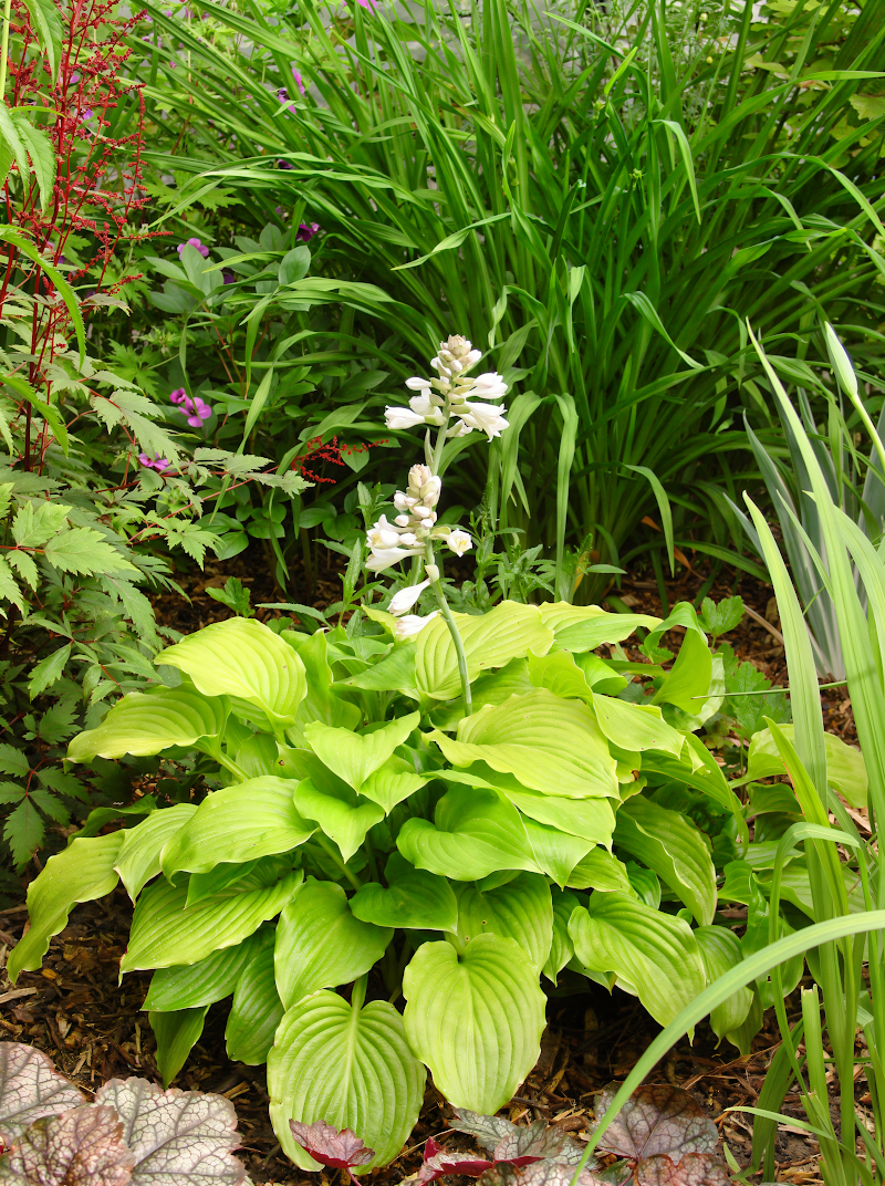 Hosta 'Aphrodite' con fiori bianchi doppi in giardino ombreggiato