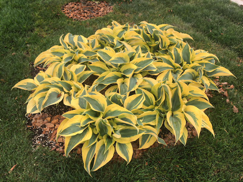 Hosta Autumn Frost fogliame variegato in giardino ombroso