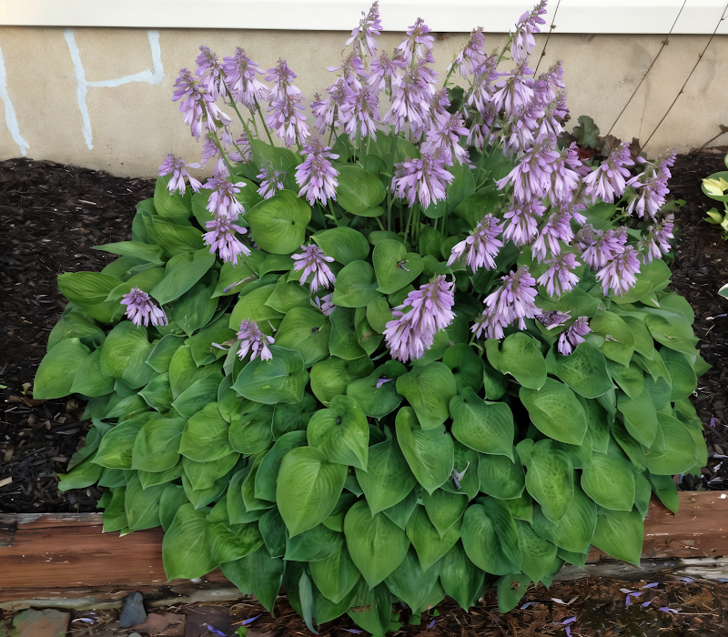Hosta Blue Cadet con foglie blu-verdi in giardino ombreggiato