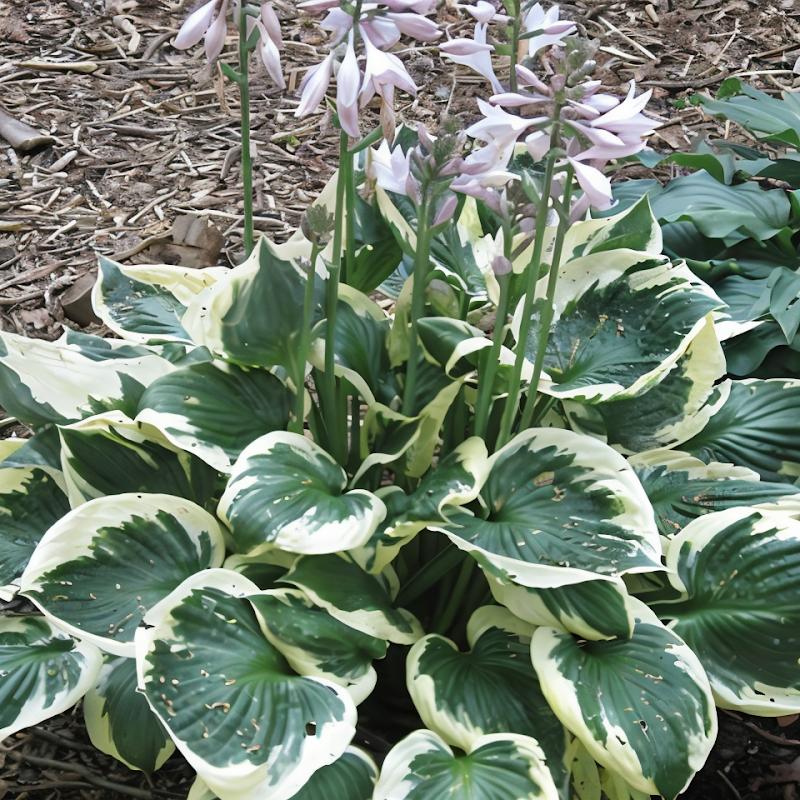 Hosta Minuteman foglie variegate bordura giardino ombroso