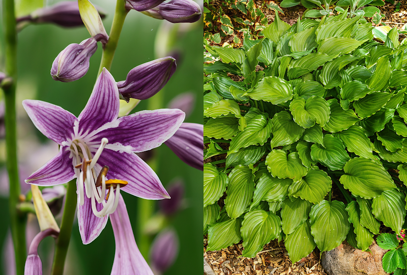 Hosta 'Purple Sensation' con fogliame viola-verde in giardino ombreggiato