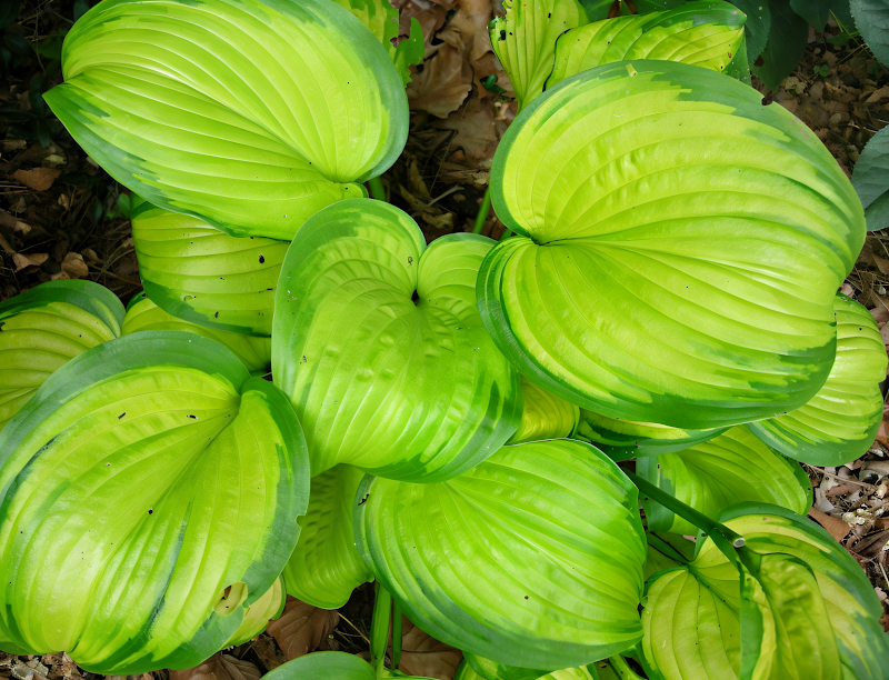 Hosta Stained Glass, pianta perenne con foglie variegate giallo-verdi in giardino ombreggiato
