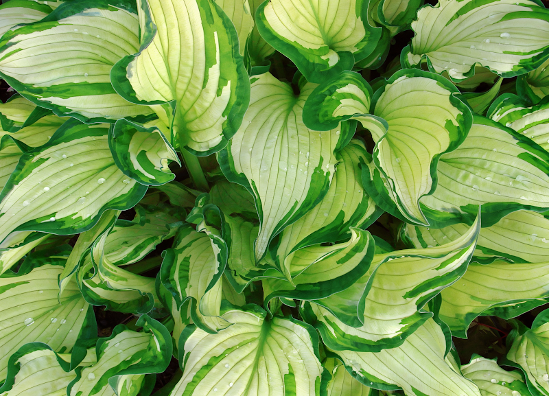 Hosta fortunei Albopicta in primo piano, foglie variegate in giardino ombroso