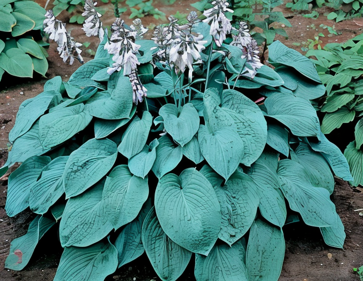 Hosta sieboldiana Elegans con foglie blu-verdi nel giardino ombreggiato
