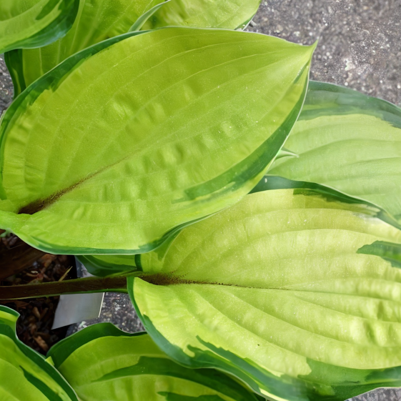 Hosta sieboldiana 'Paradise Island': foglie variegate giallo-verde per aiuola ombreggiata