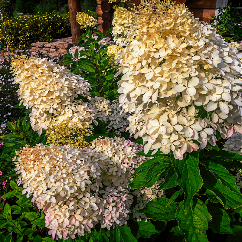 Hydrangea paniculata 'Phantom' in piena fioritura, infiorescenze bianche con sfumature rosa in un giardino