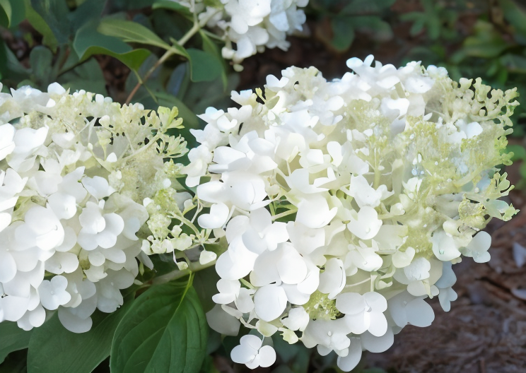 Hydrangea paniculata 'Silver Dollar' in piena fioritura, arbusto elegante da giardino