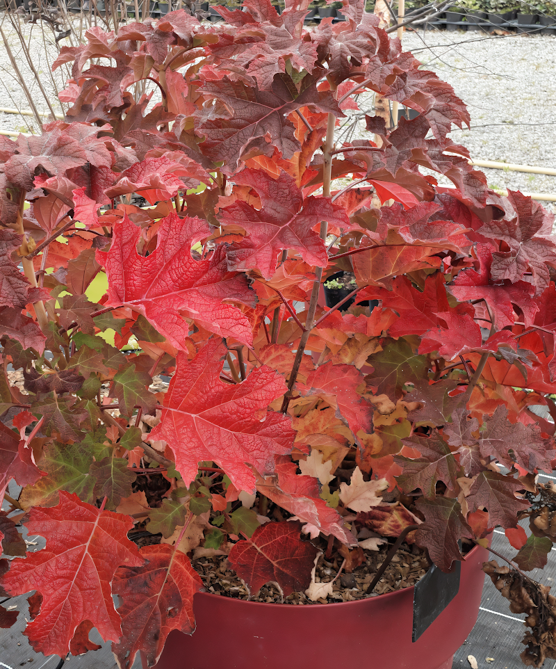 Hydrangea quercifolia 'Ruby Slippers' in piena fioritura con fiori rossi