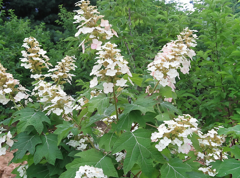 Hydrangea quercifolia con grandi foglie lobate e fiori bianchi a pannocchia in un giardino naturalistico