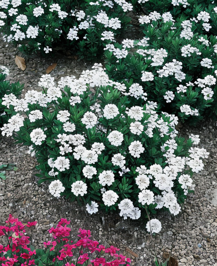 Iberis sempervirens in piena fioritura, tappeto di fiori bianchi in giardino roccioso