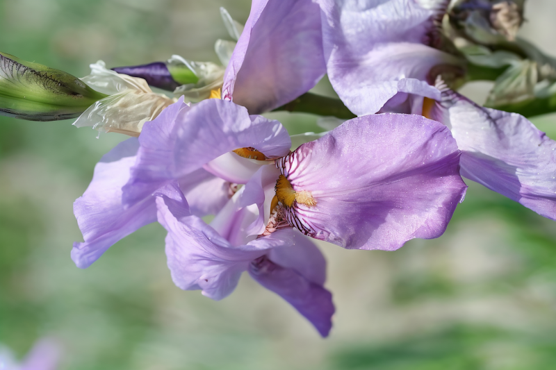 Iris germanica Dalmatica Pallida fiorita in giardino, colori pastello