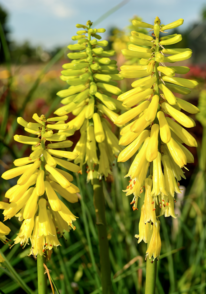 Kniphofia 'Lemon Popsicle' in piena fioritura con fiori giallo limone brillante.