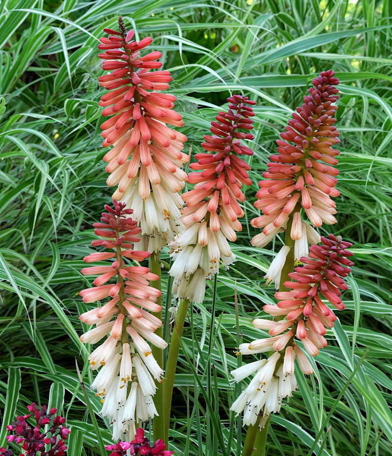 Kniphofia 'Orange Vanilla Popsicle' in piena fioritura con fiori arancio e crema in un giardino soleggiato.