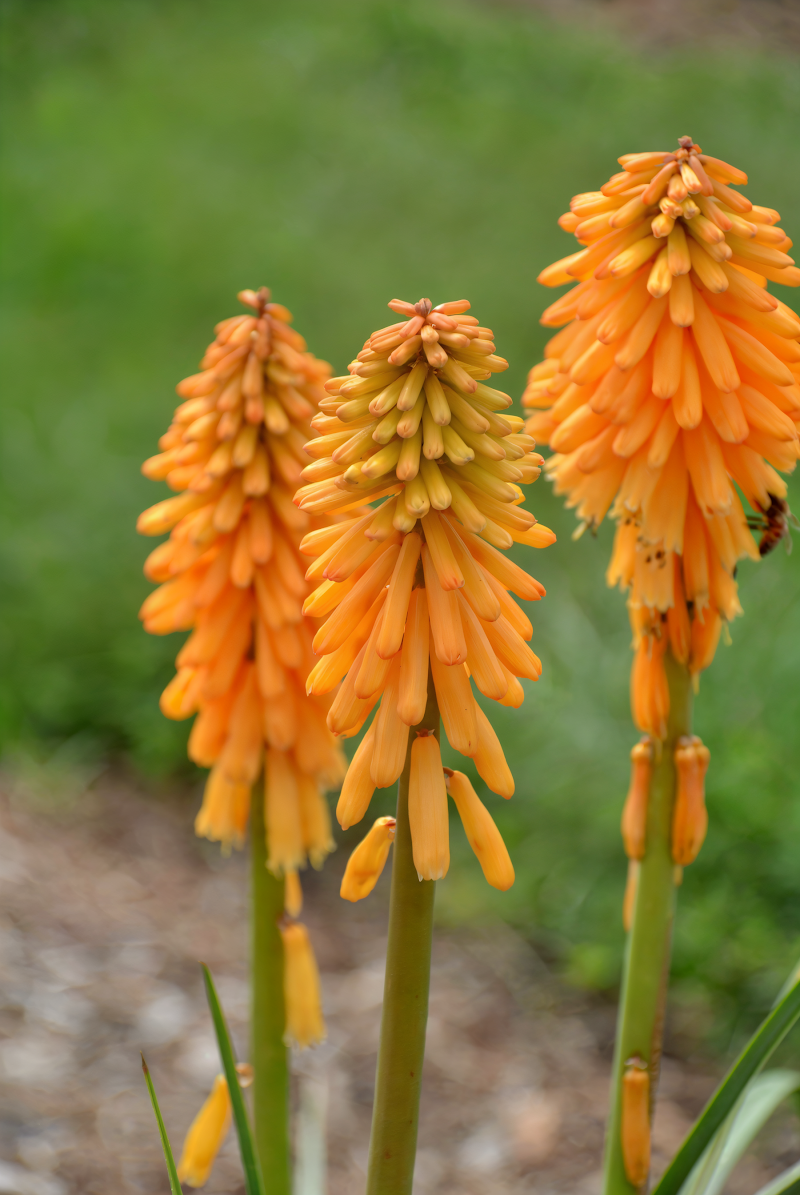 Kniphofia 'Pyromania Solar Flare' in piena fioritura, colori vivaci nel giardino.