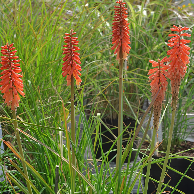 Kniphofia uvaria 'Echo Rojo' in piena fioritura, spighe arancioni e rosse in un giardino soleggiato