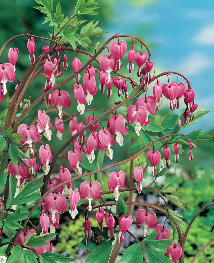 Dicentra spectabilis fiore a cuore sanguinante perenne ombrosa