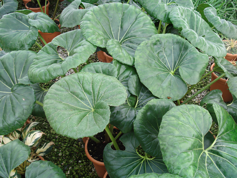 Ligularia japonica in piena fioritura con grandi foglie verde scuro lobate