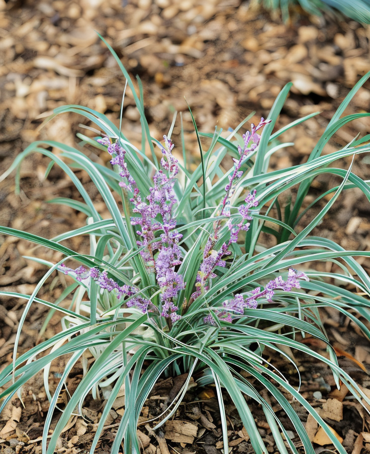 Liriope spicata Silver Dragon in primo piano, foglie variegate bianco-verdi e fiori lilla