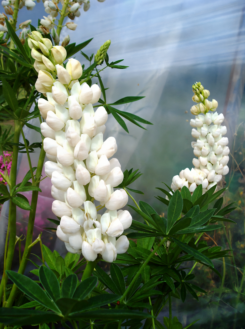 Lupinus polyphyllus 'Russell Noble Maiden' con spettacolari spruzzi di fiori rosa intenso in un giardino fiorito