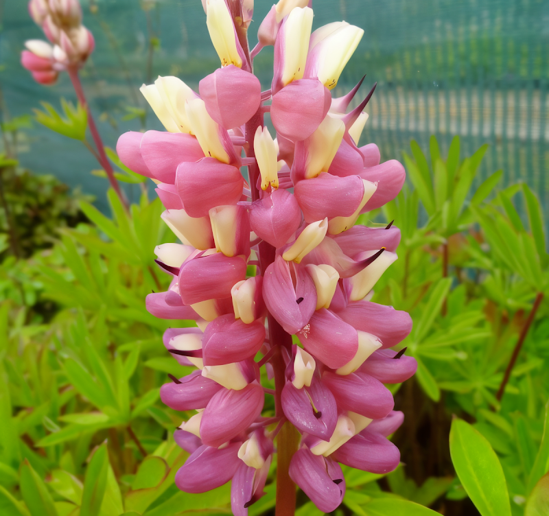 Lupinus polyphyllus Russell The Chatelaine in piena fioritura rosa nel giardino