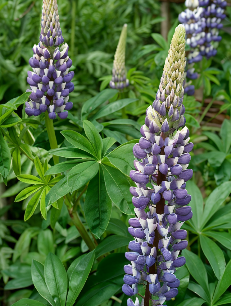 Lupinus Russell The Governor con spighe di fiori rosso brillante in un cottage garden