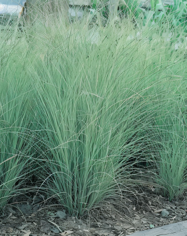 Miscanthus sinensis Morning Light in un giardino naturalistico