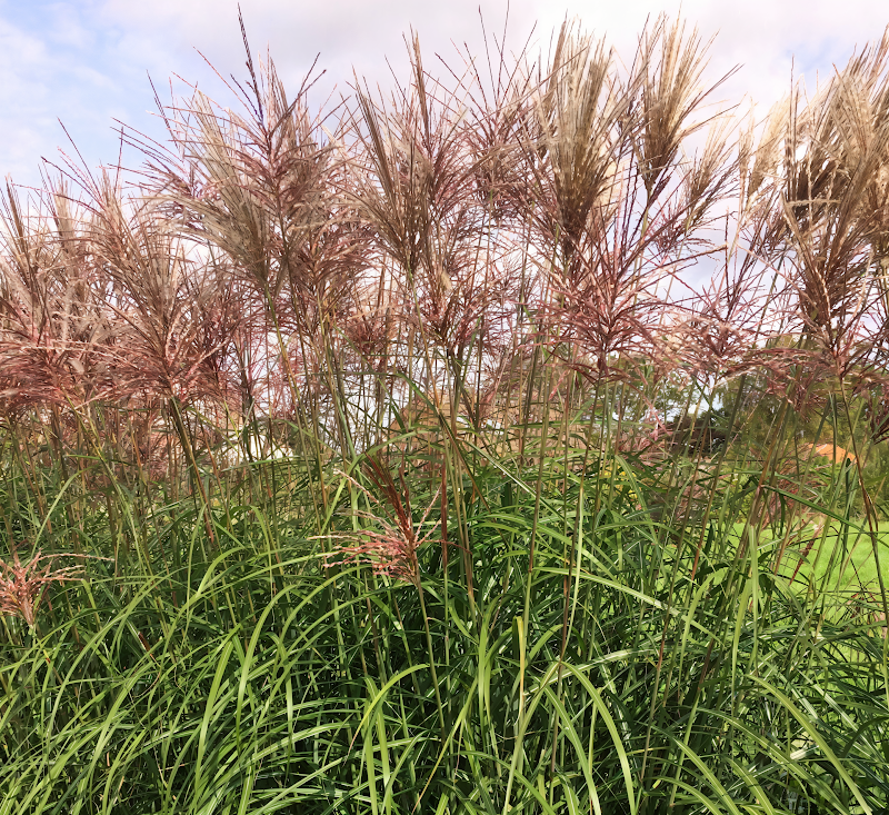 Miscanthus sinensis Red Zenith in piena fioritura con spighe rosse