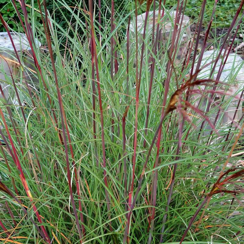 Miscanthus sinensis 'Serengeti' in fiore nel giardino naturalistico