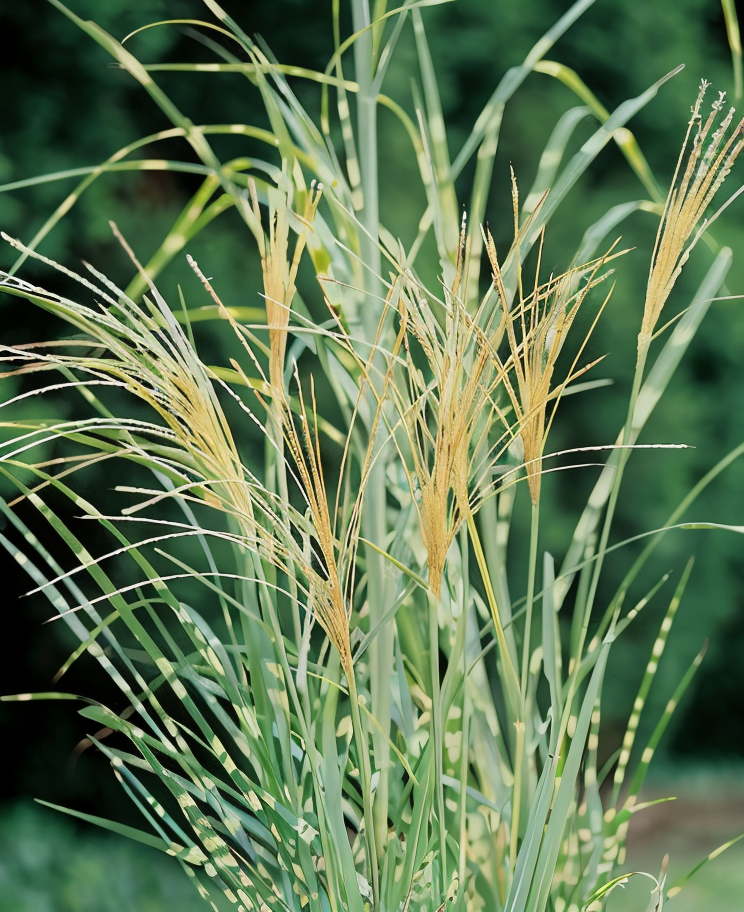 Miscanthus sinensis 'Strictus' in pieno sole con piume autunnali e foglie striate