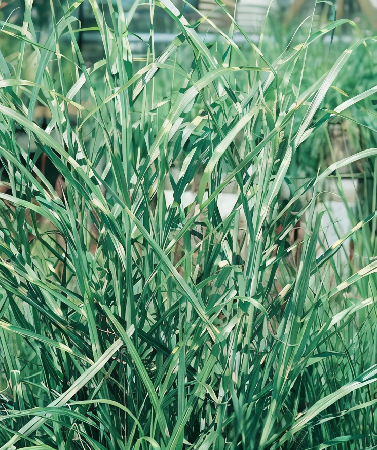 Miscanthus sinensis 'Zebrinus' in pieno sole con le sue foglie striate gialle.