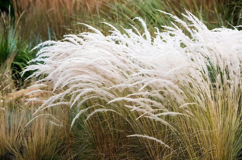 Stipa - Ichu Nassella tenuissima in prato fiorito per garden design