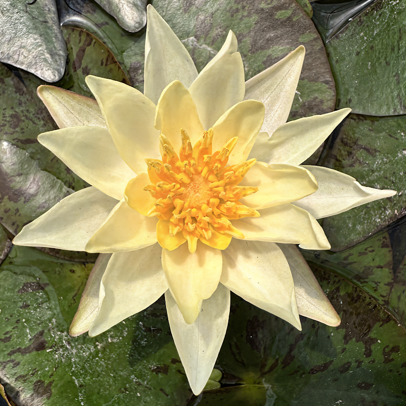 Nymphaea 'Pygmaea Helvola' ninfea gialla in uno stagno da giardino