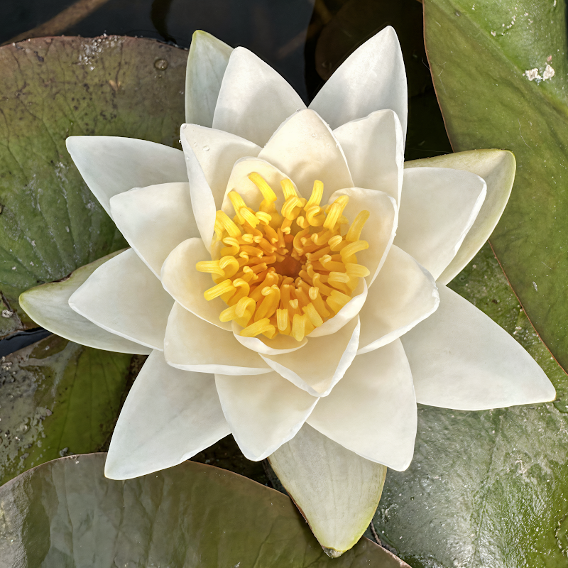 Nymphaea alba 'Alba Plenissima' fiore bianco doppio in laghetto ornamentale