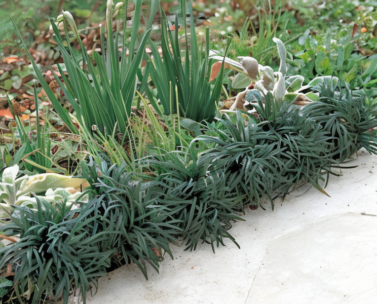 Ophiopogon japonicus 'Compactus' tappeto verde ornamentale in giardino
