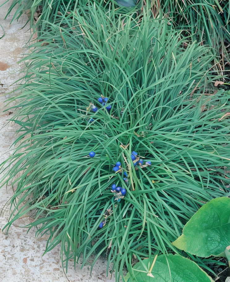 Ophiopogon japonicus, tappezzante sempreverde in primo piano con foglie scure